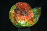 ammonite - aug.16 001