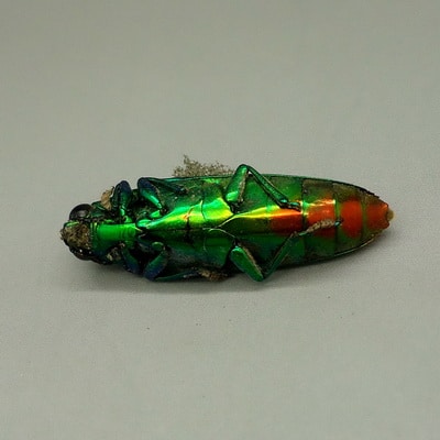 Pasang Susuk Samber Lilin Pusaka Dunia