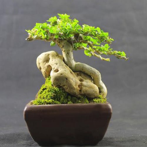  Tanaman  Bonsai  Sancang Pusaka Dunia