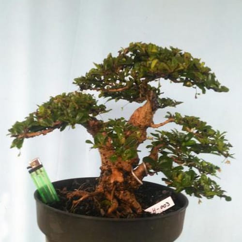  Tanaman  Bonsai  Hokiantea Pusaka Dunia