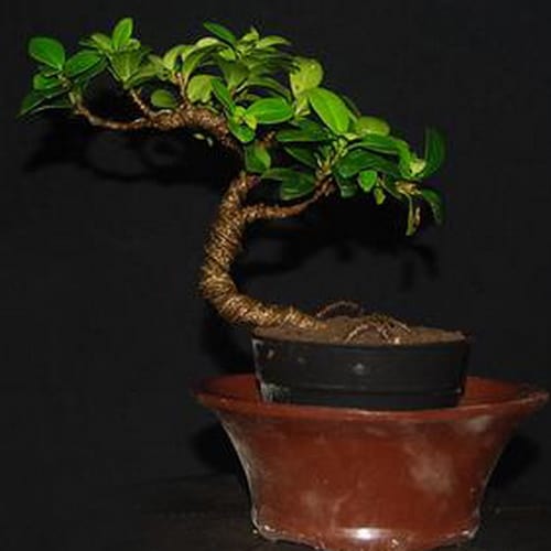  Tanaman  Bonsai  Beringin Compacta Pusaka Dunia