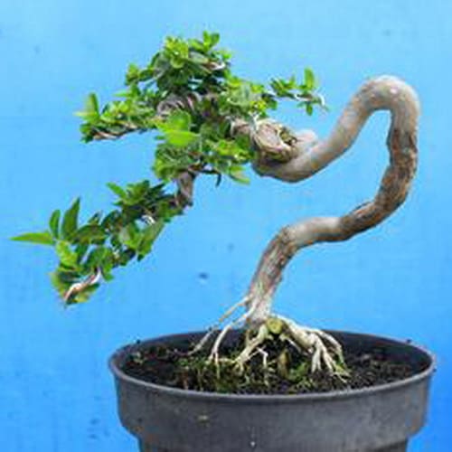 Tanaman Bonsai  Sancang Yang Unik  Pusaka Dunia