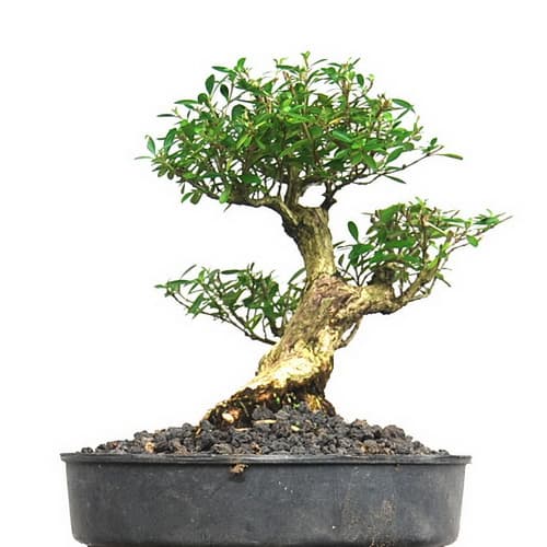 Tanaman Bonsai Seribu Bintang Indah Elegan - Pusaka Dunia