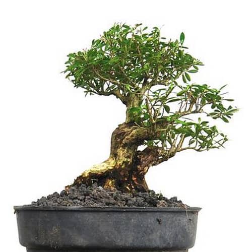  Tanaman  Bonsai  Seribu Bintang Indah Elegan Pusaka Dunia