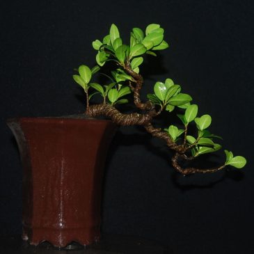  Tanaman  Bonsai Semi  Cascade Ficus Compacta