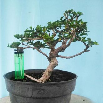 Tanaman Bonsai Sancang Cantik