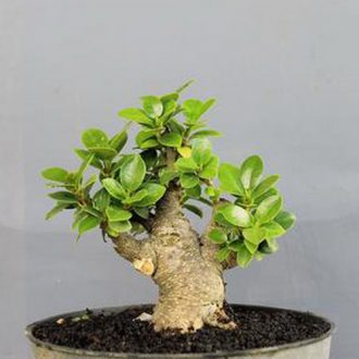  Tanaman  Bonsai  Ficus Dolar Pusaka Dunia