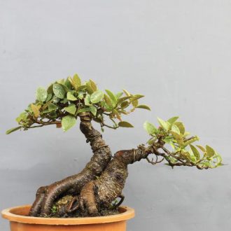 Tanaman Bonsai Iprik Yang Indah Serta Elegan - Pusaka Dunia