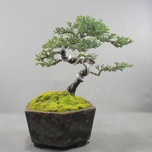 Bonsai Unik Bonsai Cemara Sinensis Pusaka Dunia