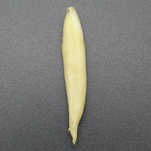 Pusaka Taring Warak Pamungkas Pusaka Dunia