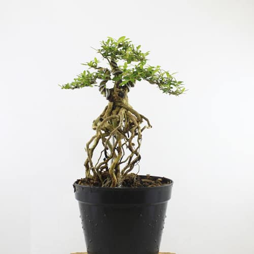 Bonsai Seribu Bintang Pusaka Dunia