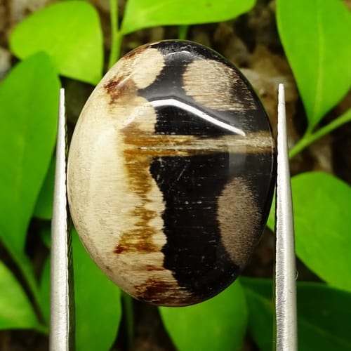 mustika fosil kayu purba pusaka dunia mustika fosil kayu purba pusaka dunia
