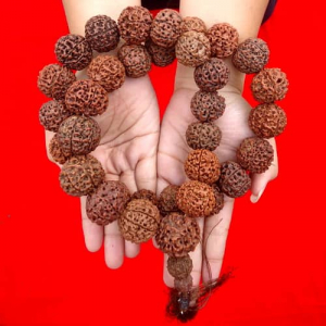 Kalung Pusaka Rudraksha Super Besar Tiada Duanya