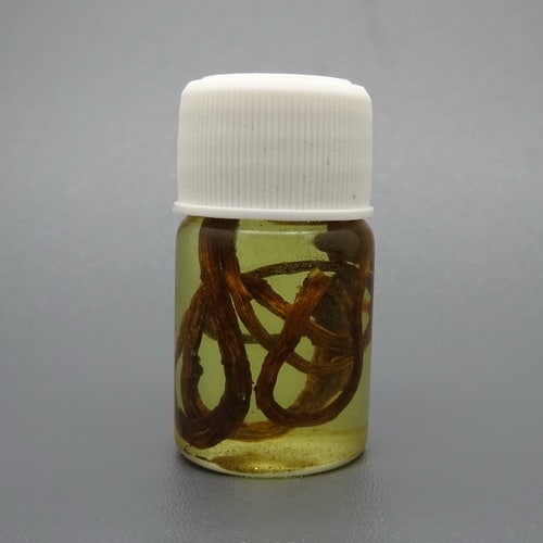 minyak bulus ginseng yang asli berkualitas pusaka dunia minyak bulus ginseng yang asli berkualitas pusaka dunia