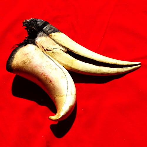 Paruh Burung Enggang Gading Pusaka Dunia