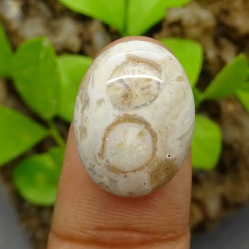 mustika angka delapan putih pusaka dunia mustika angka delapan putih pusaka dunia