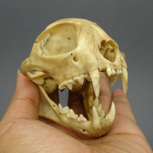 Tengkorak Kepala Macan Masih Lengkap Gigi Taringnya