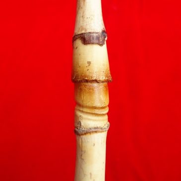Khasiat Bambu  Rotan Ruas  Bertemu