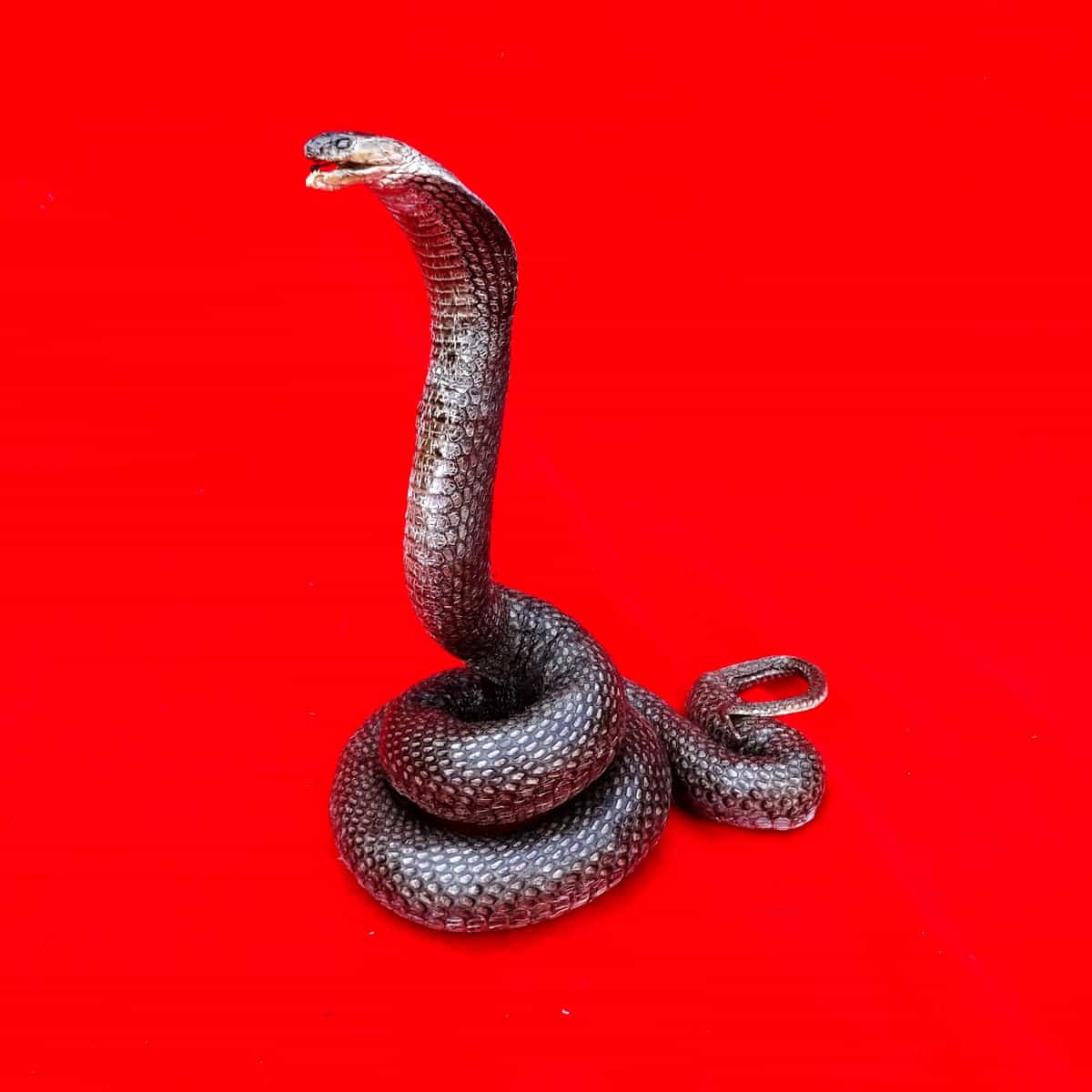 Patung Ular Kobra Hitam Asli