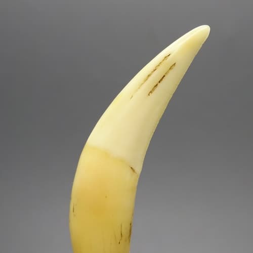 Taring Macan Asli 1000 Khasiat Harga Murah Pusaka Dunia