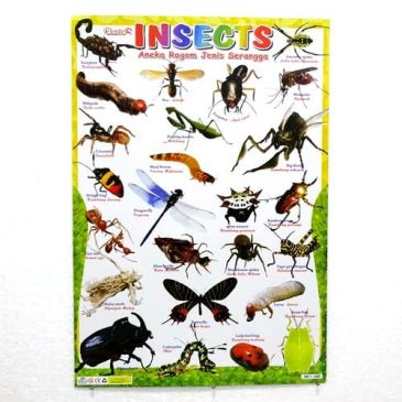 Poster Mengenal Jenis Serangga 