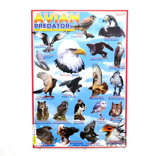  Poster  Burung  Pemburu Pusaka Dunia