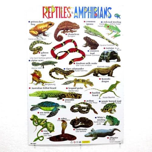 Poster Hewan Reptil Ampibi
