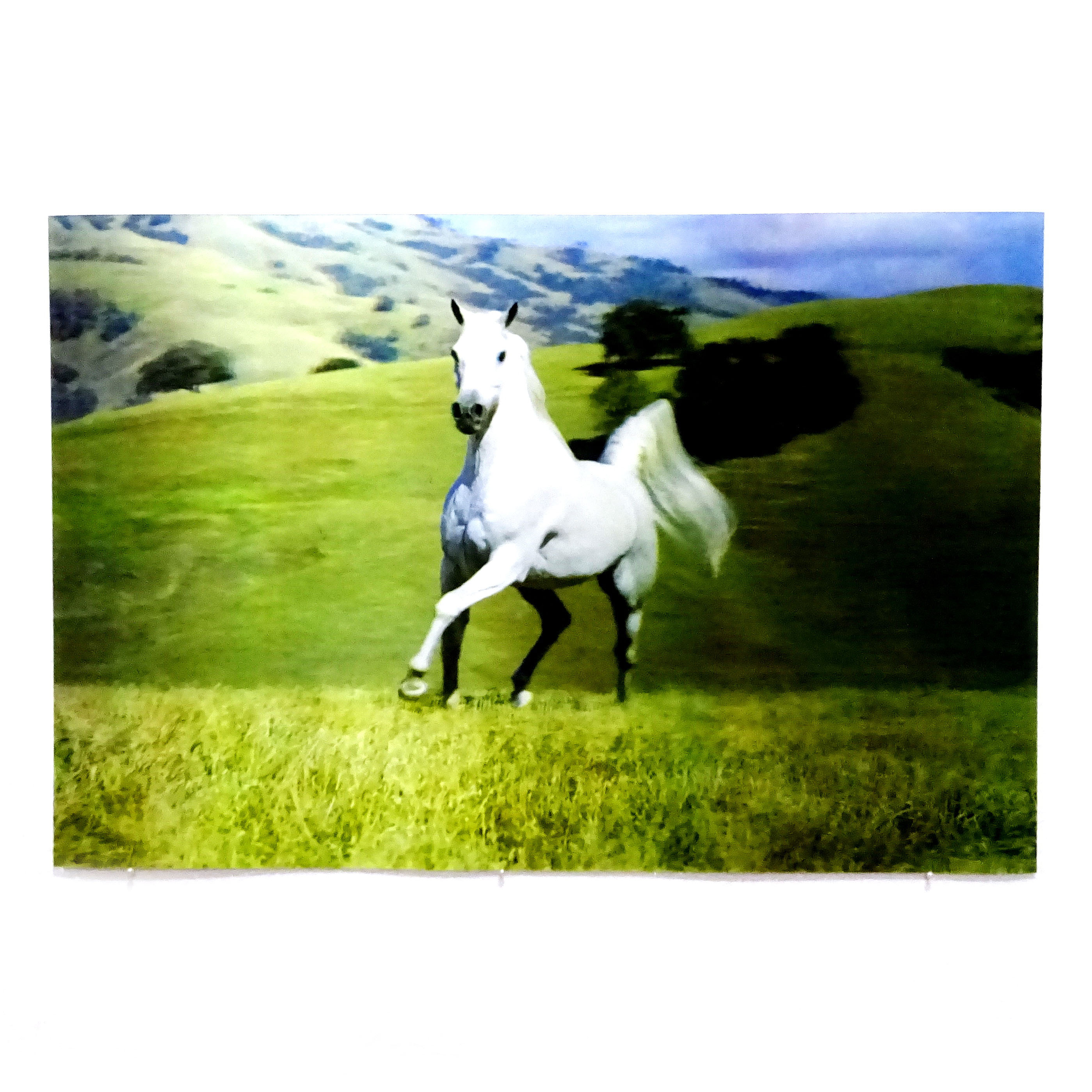 Poster 3 Dimensi Kuda  Putih 
