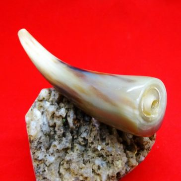 Pipa Rokok Tanduk Elegan