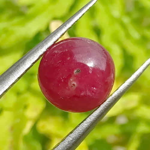  Mustika Merah Delima  Kecil