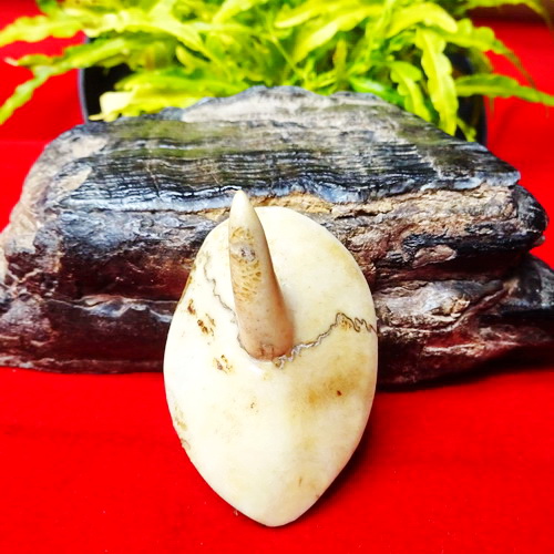 Tanduk Kucing Asli Pusaka Keramat Langka Pusaka Dunia