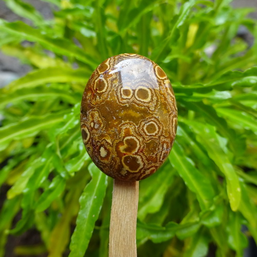 Mustika Penarik Rejeki Udan Emas Mustika Penarik Rejeki Udan Emas