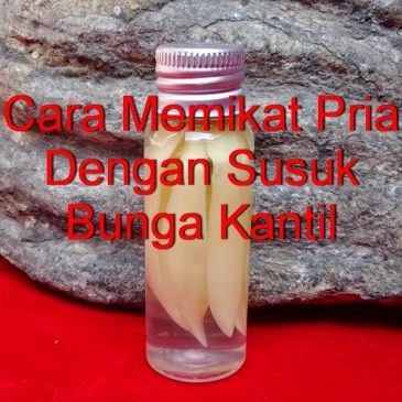  Cara  Memikat Pria Dengan  Susuk Bunga  Kantil Pusaka Dunia