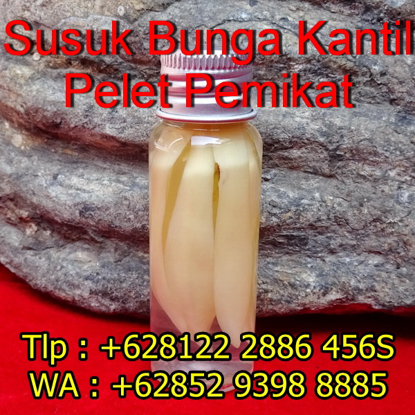 Susuk Bunga Kantil Pelet Pemikat