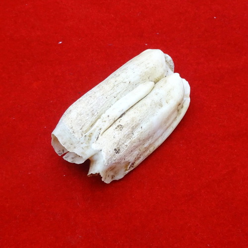 Fosil Keramat Gigi Gajah